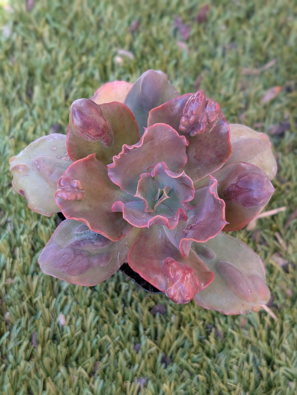 Echeveria Boton