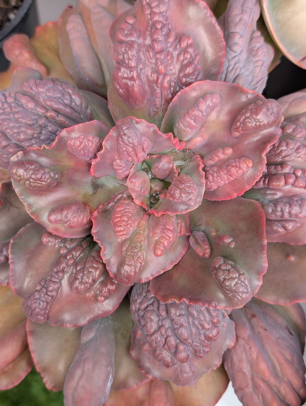 Echeveria Boton