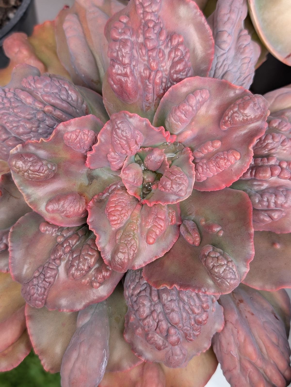Echeveria Boton