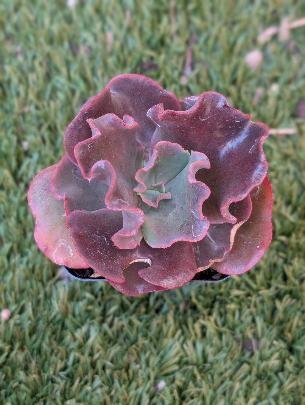 Echeveria Bridal Bouquet