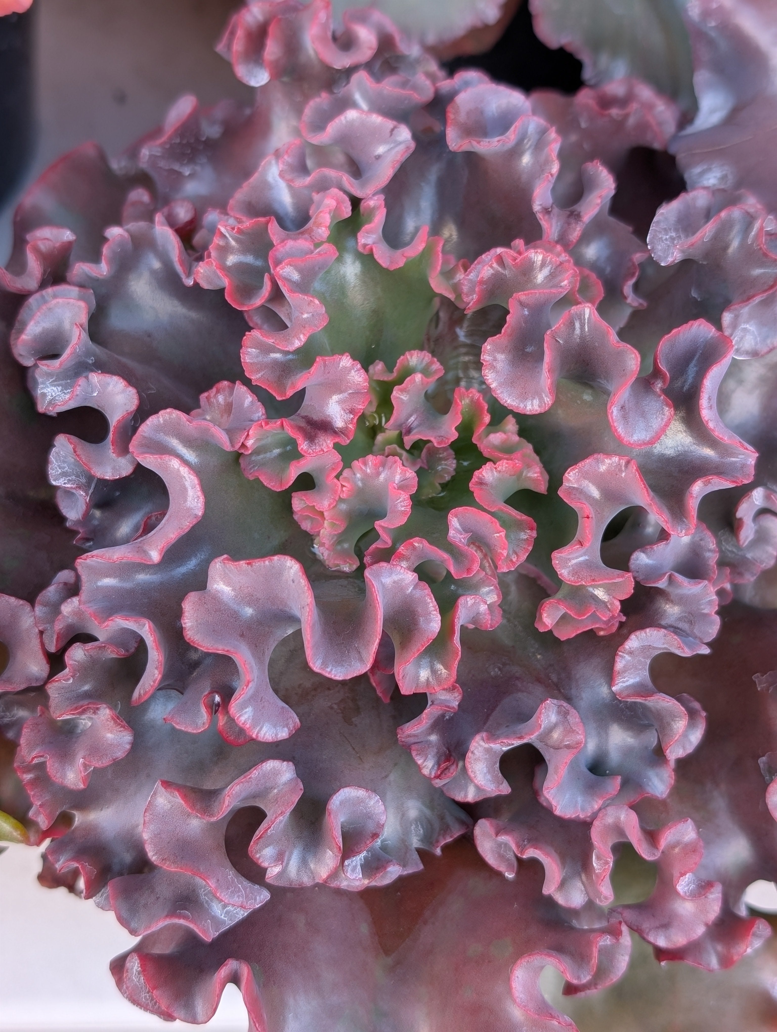 Echeveria Bridal Bouquet