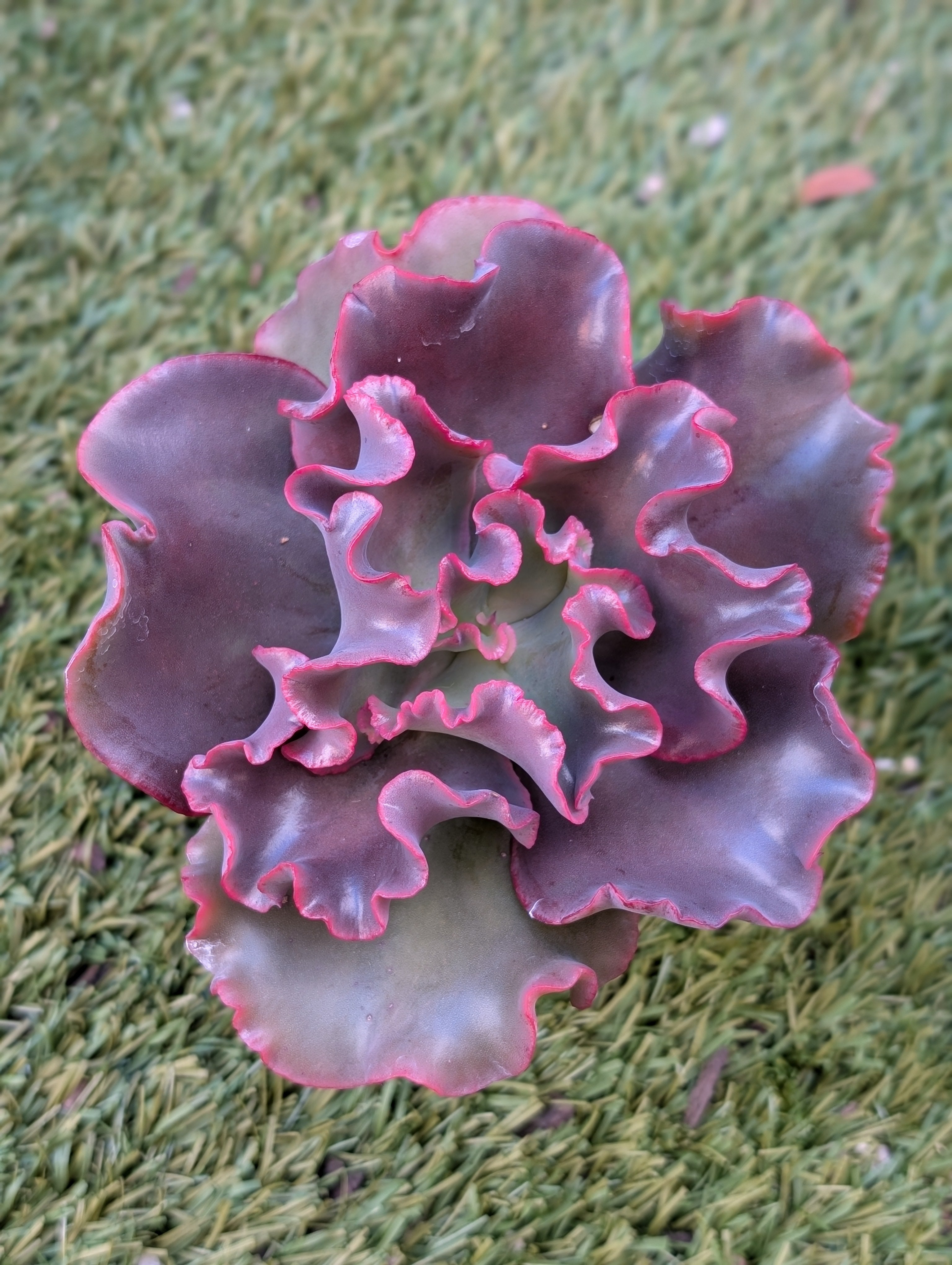Echeveria Bridal Bouquet