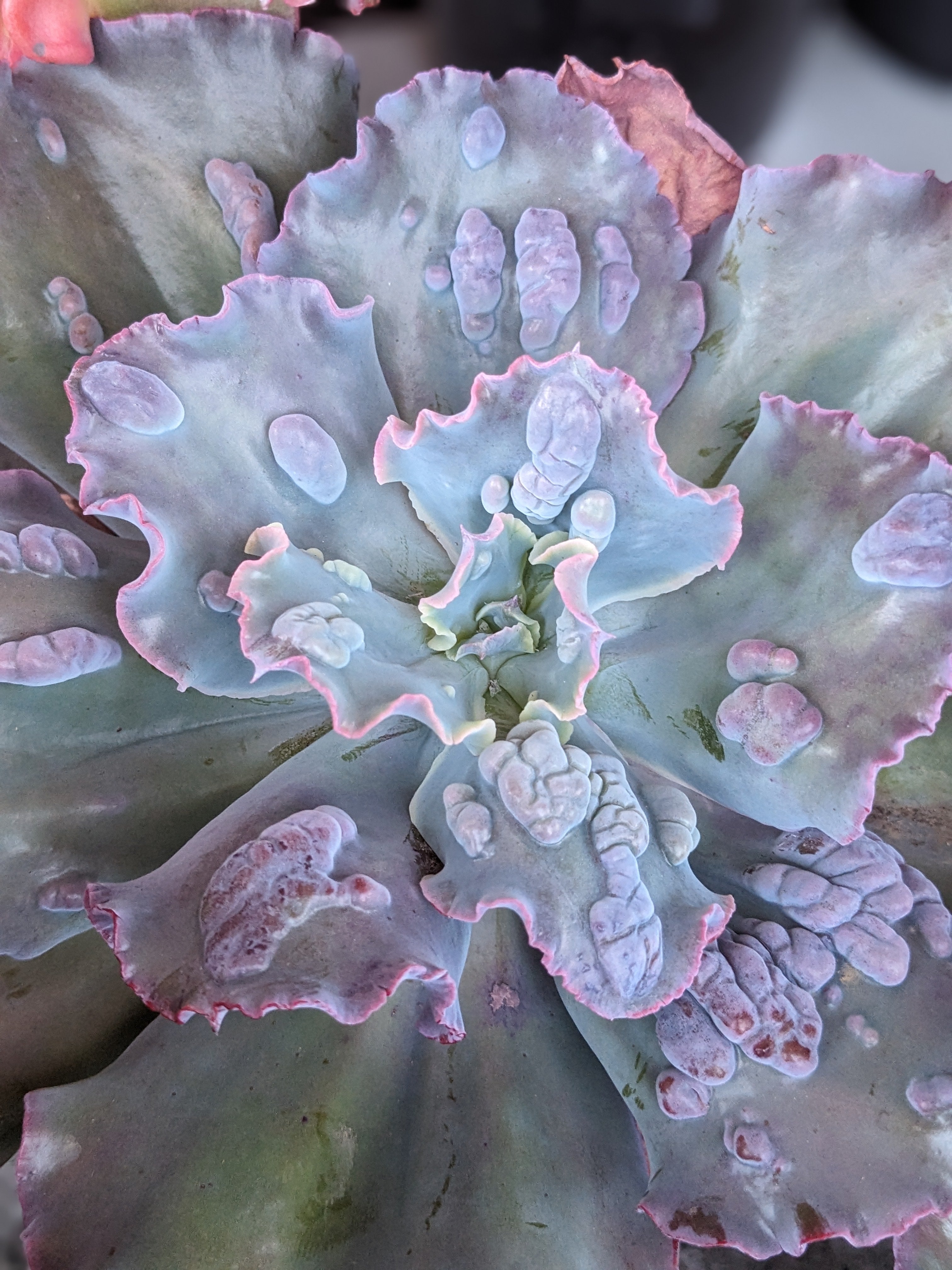 Echeveria Brocade