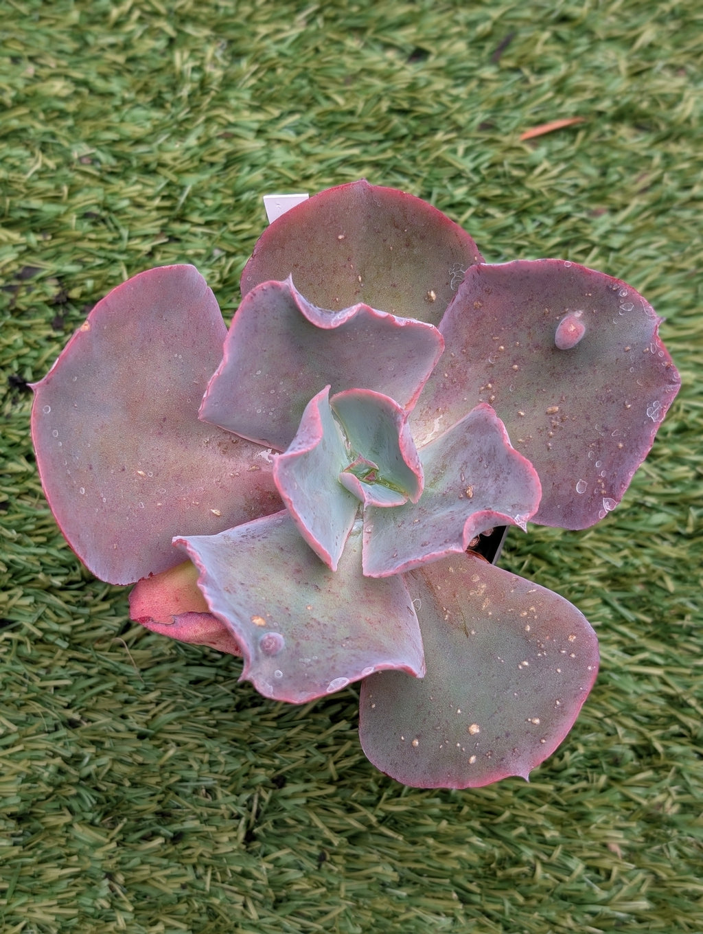 Echeveria Brocade