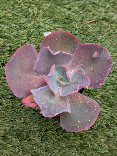 Echeveria Brocade