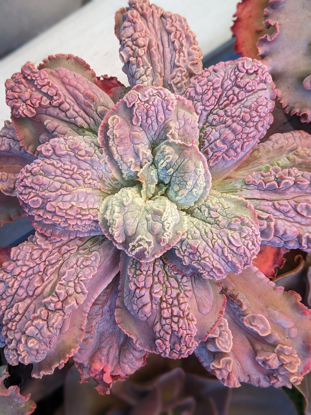 Echeveria Bumps