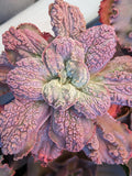 Echeveria Bumps