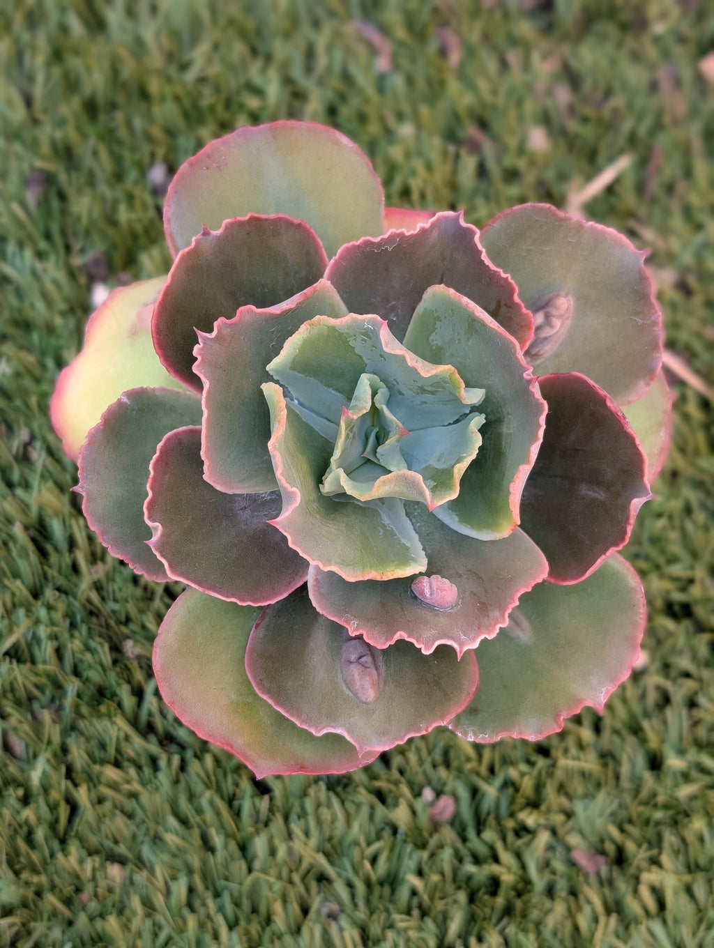 Echeveria Bumps