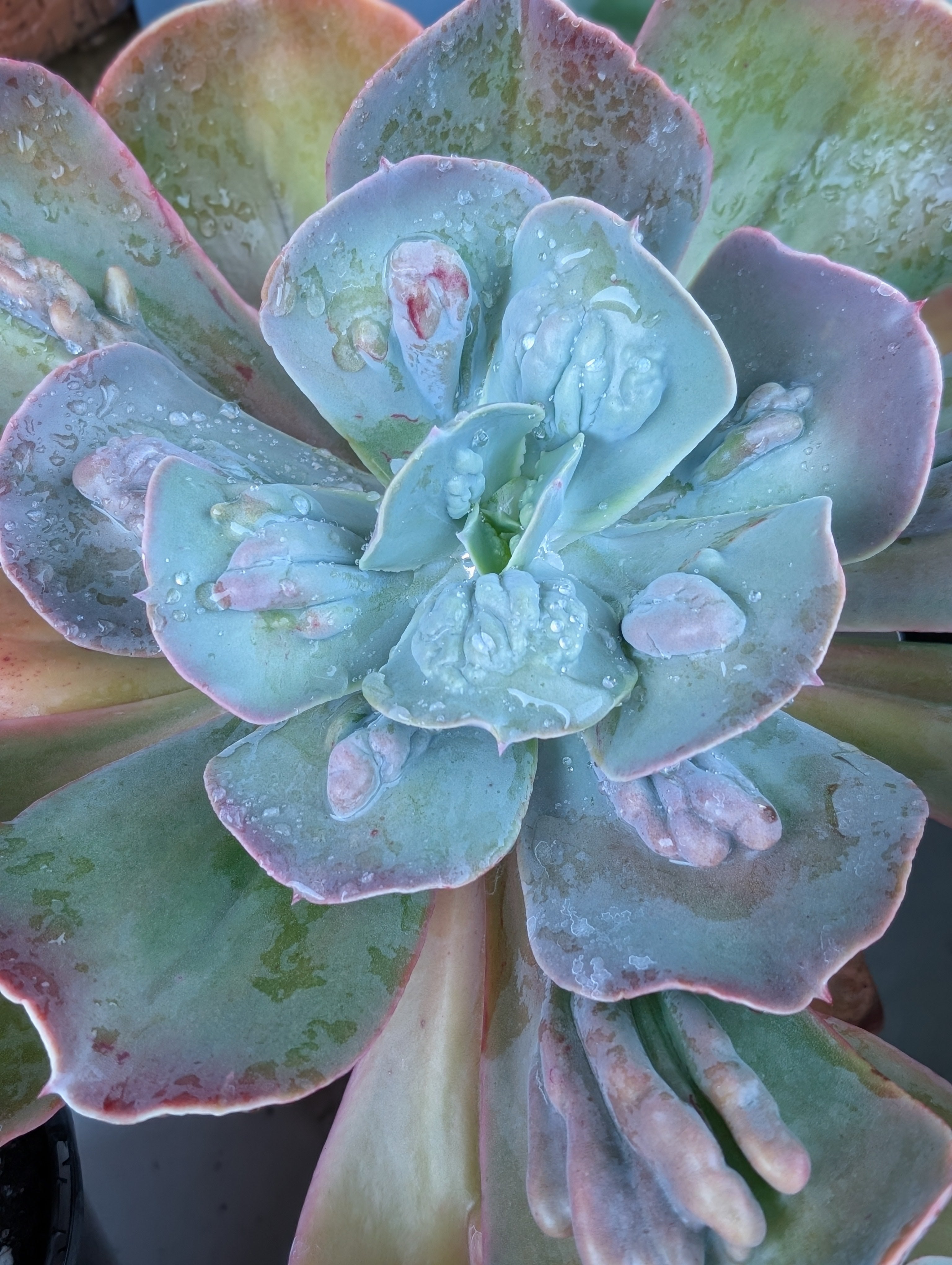 Echeveria Bumpy Blue