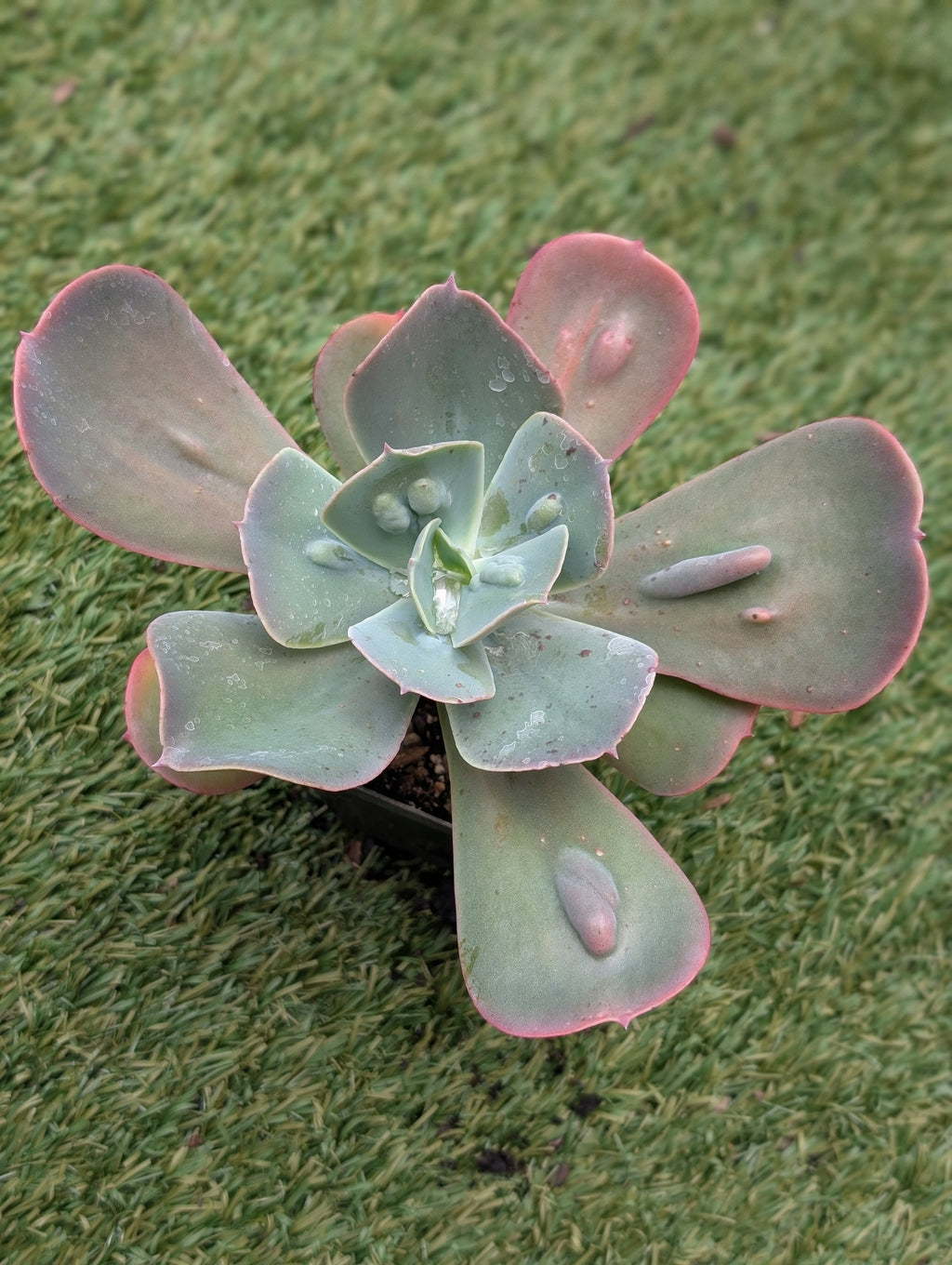 Echeveria Bumpy Blue