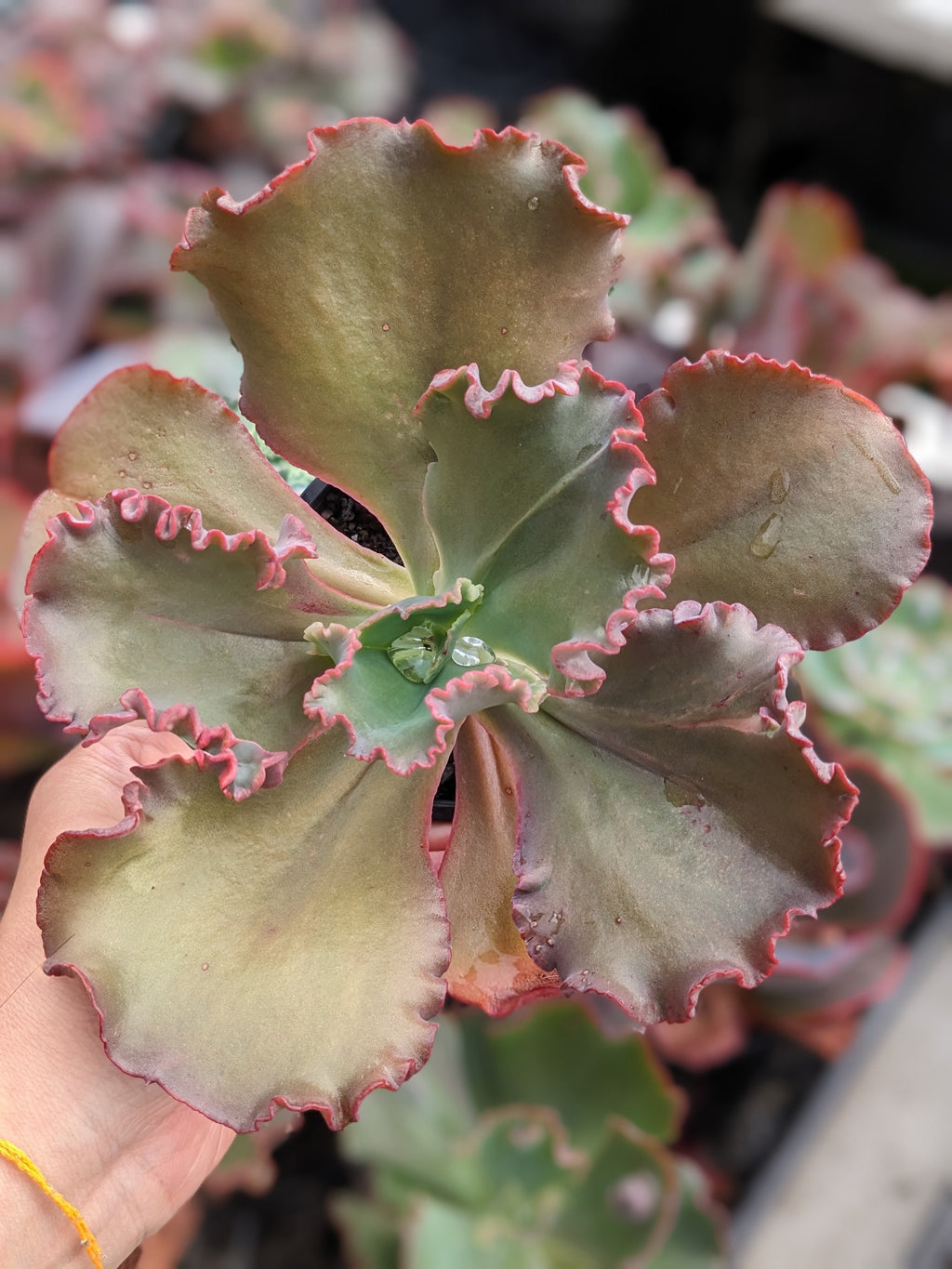 Echeveria Calico Cream