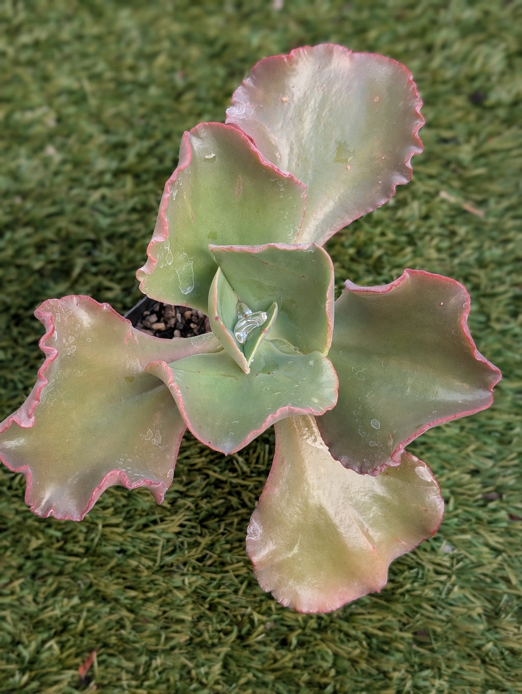 Echeveria Calico Cream