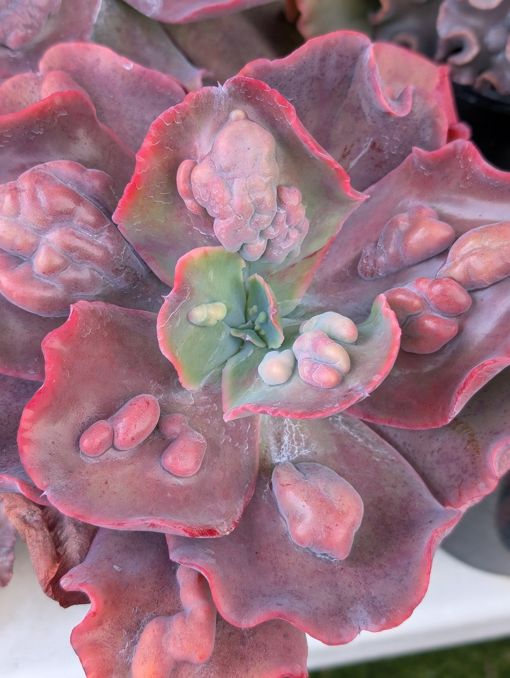 Echeveria Calypso