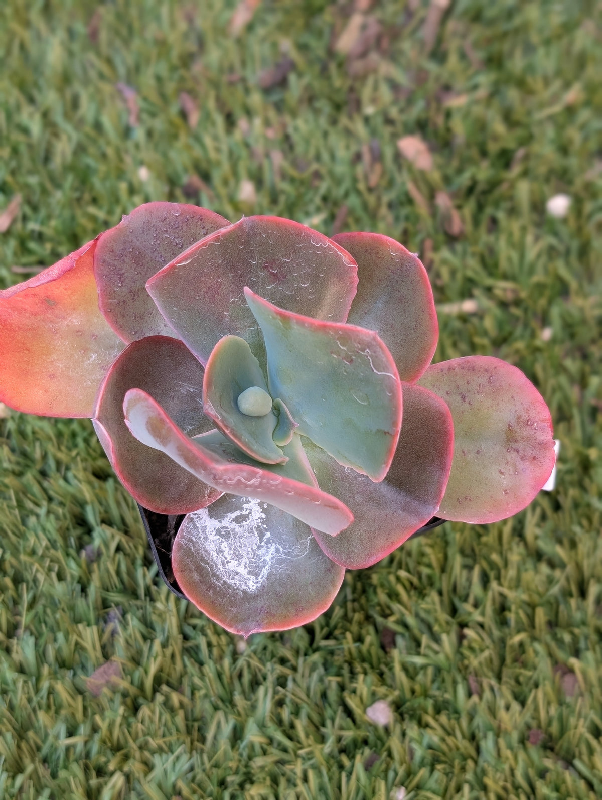 Echeveria Calypso