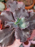 Echeveria Camelot