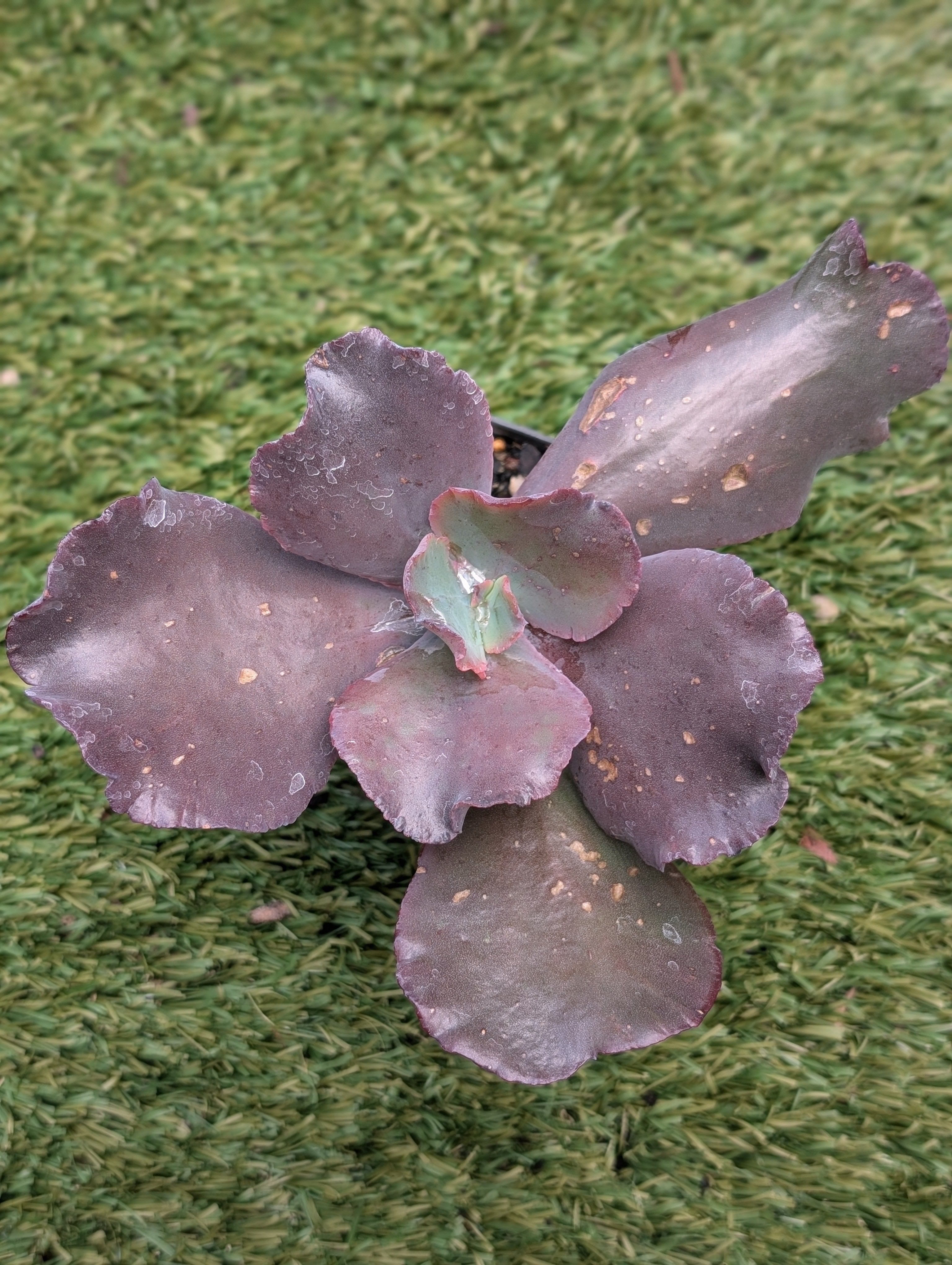 Echeveria Camelot