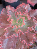 Echeveria Campfire