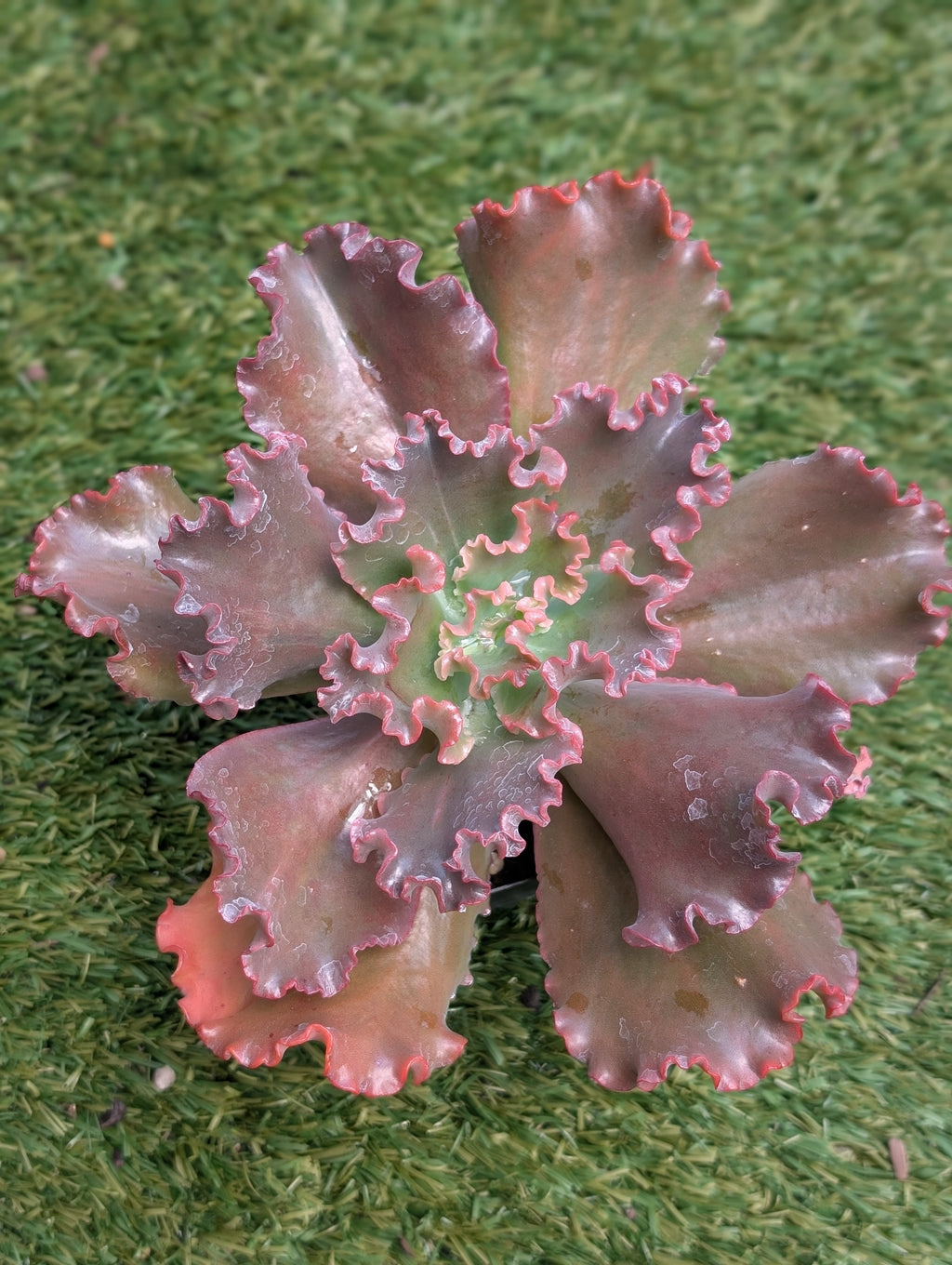 Echeveria Campfire