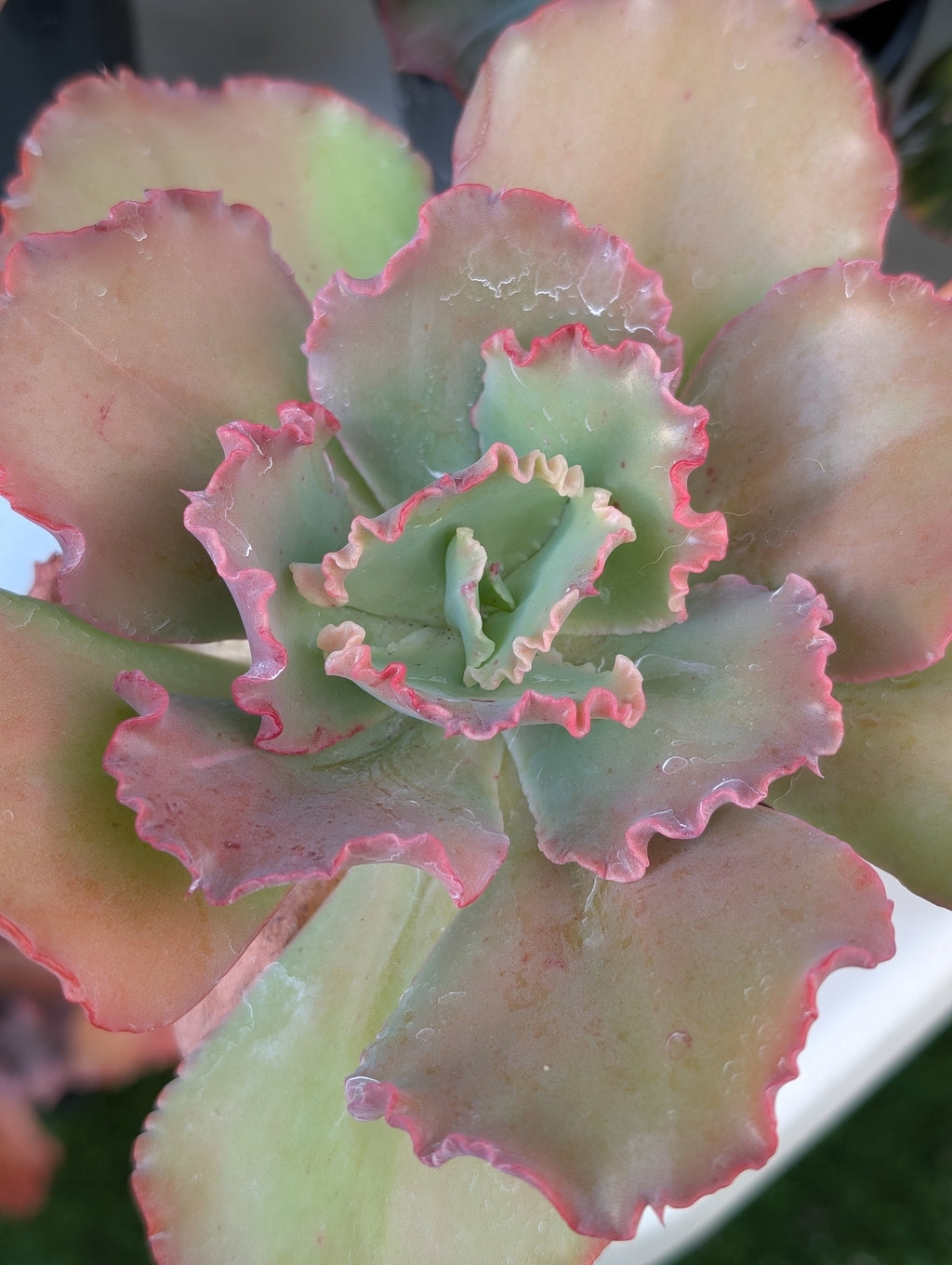Echeveria Can Can Revert