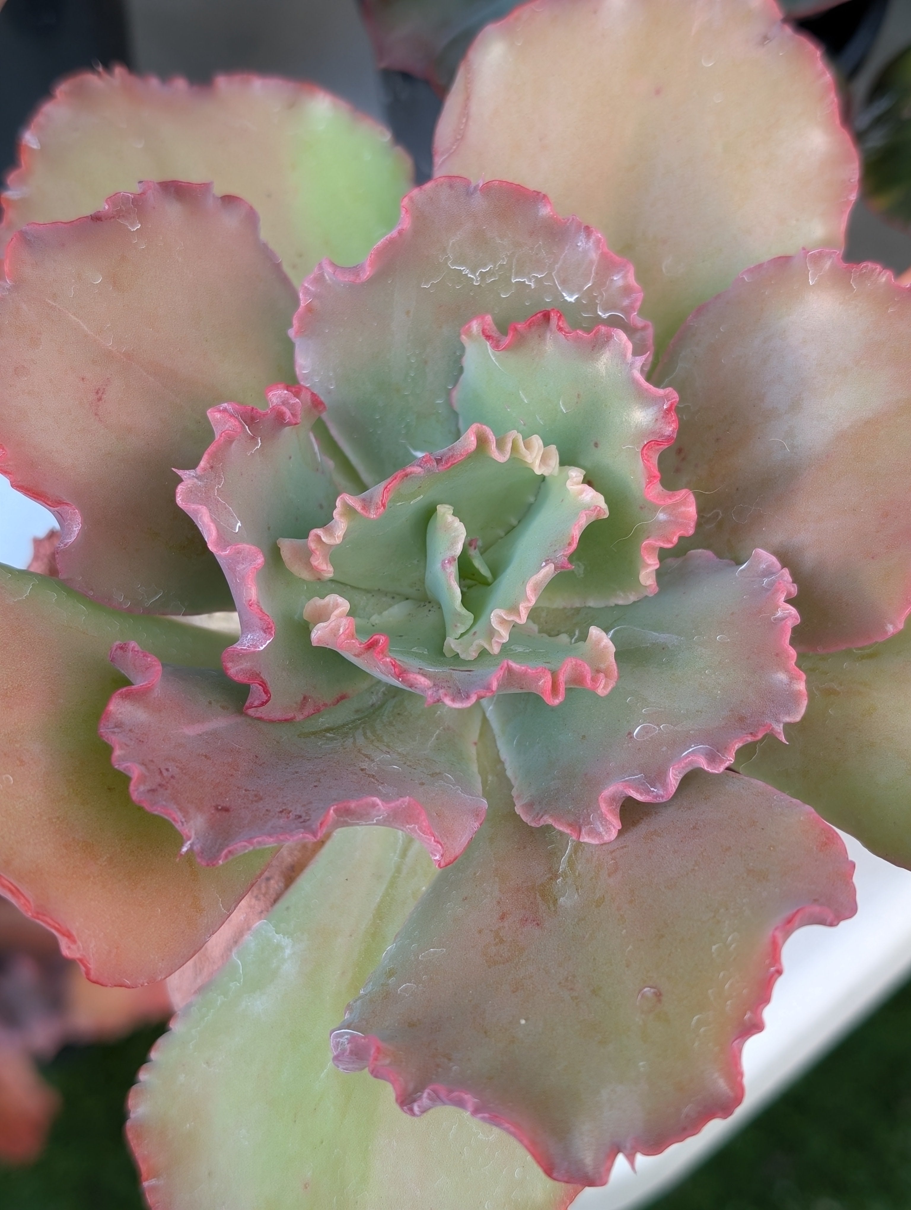 Echeveria Can Can Revert