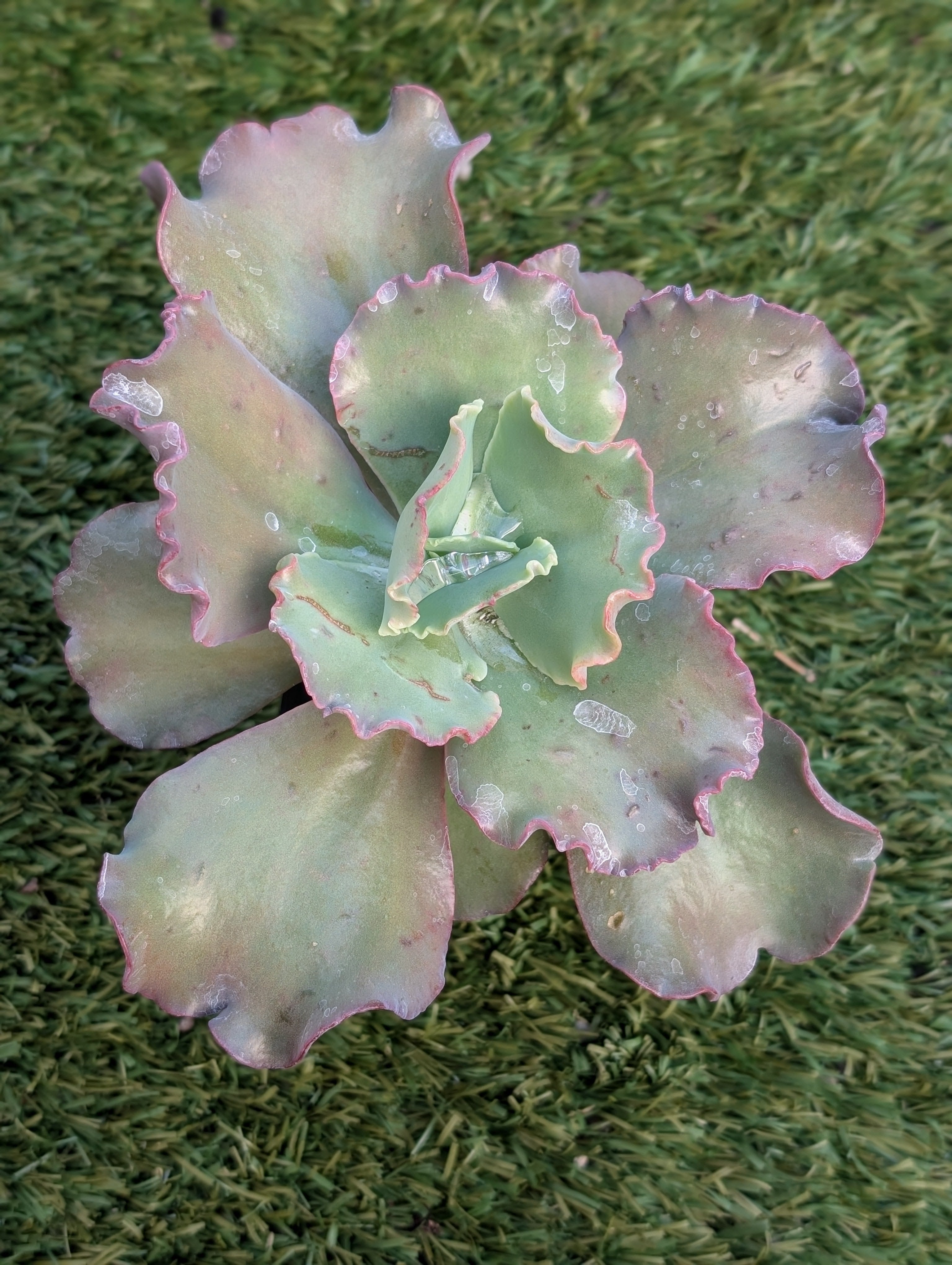 Echeveria Can Can Revert