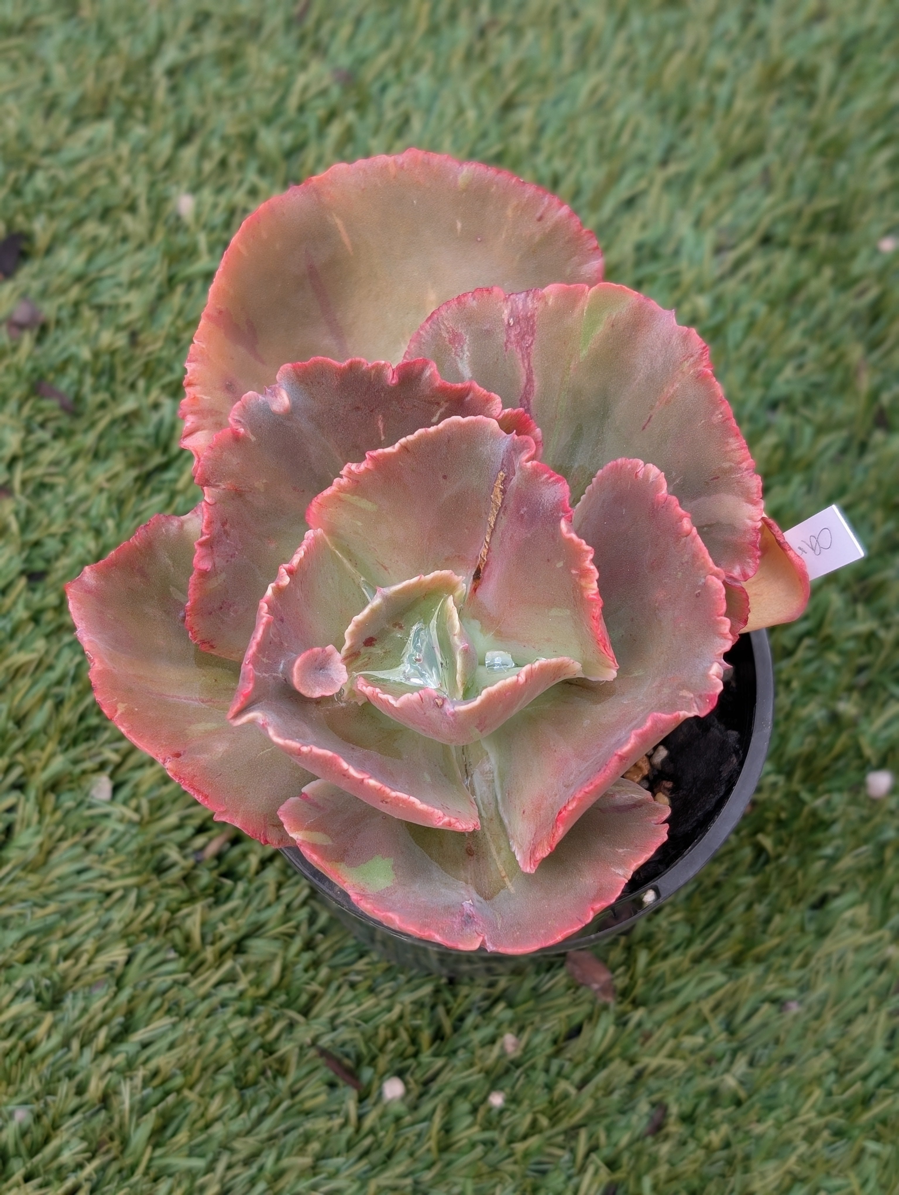Echeveria Cardinal