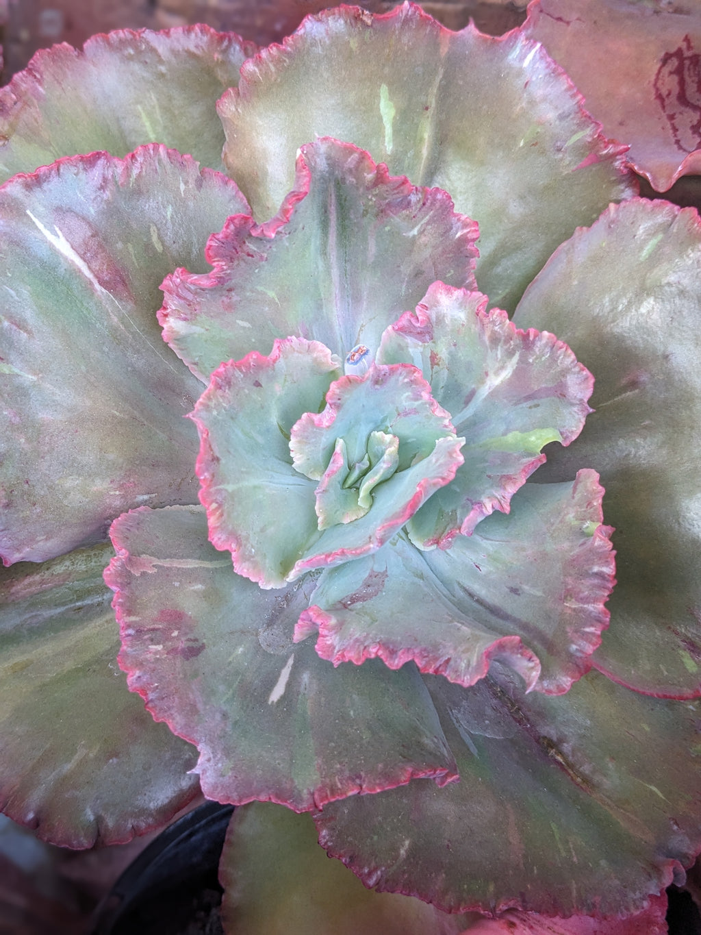 Echeveria Cardinal
