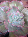 Echeveria Cardinal