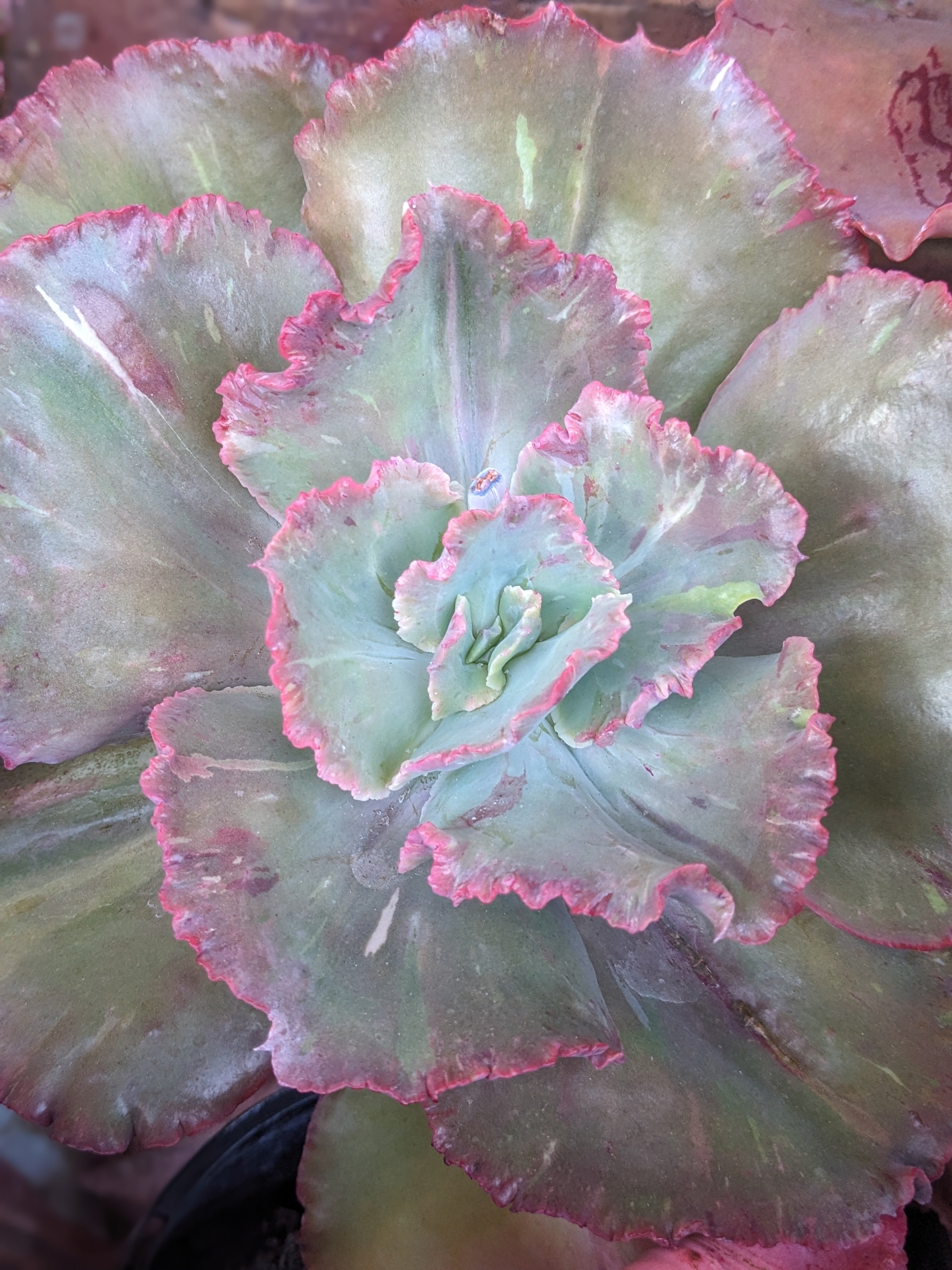 Echeveria Cardinal
