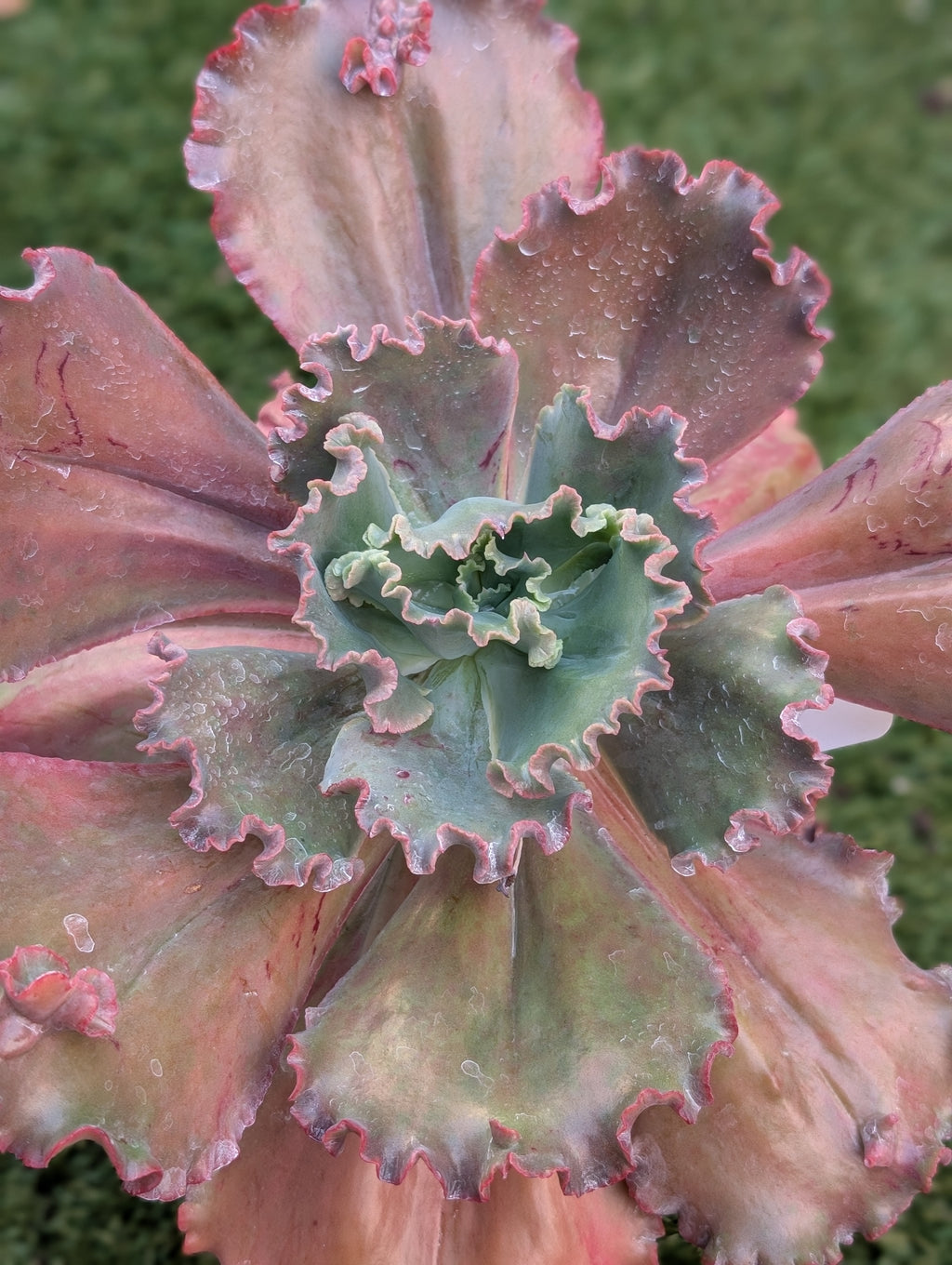 Echeveria Carnival
