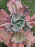 Echeveria Carnival