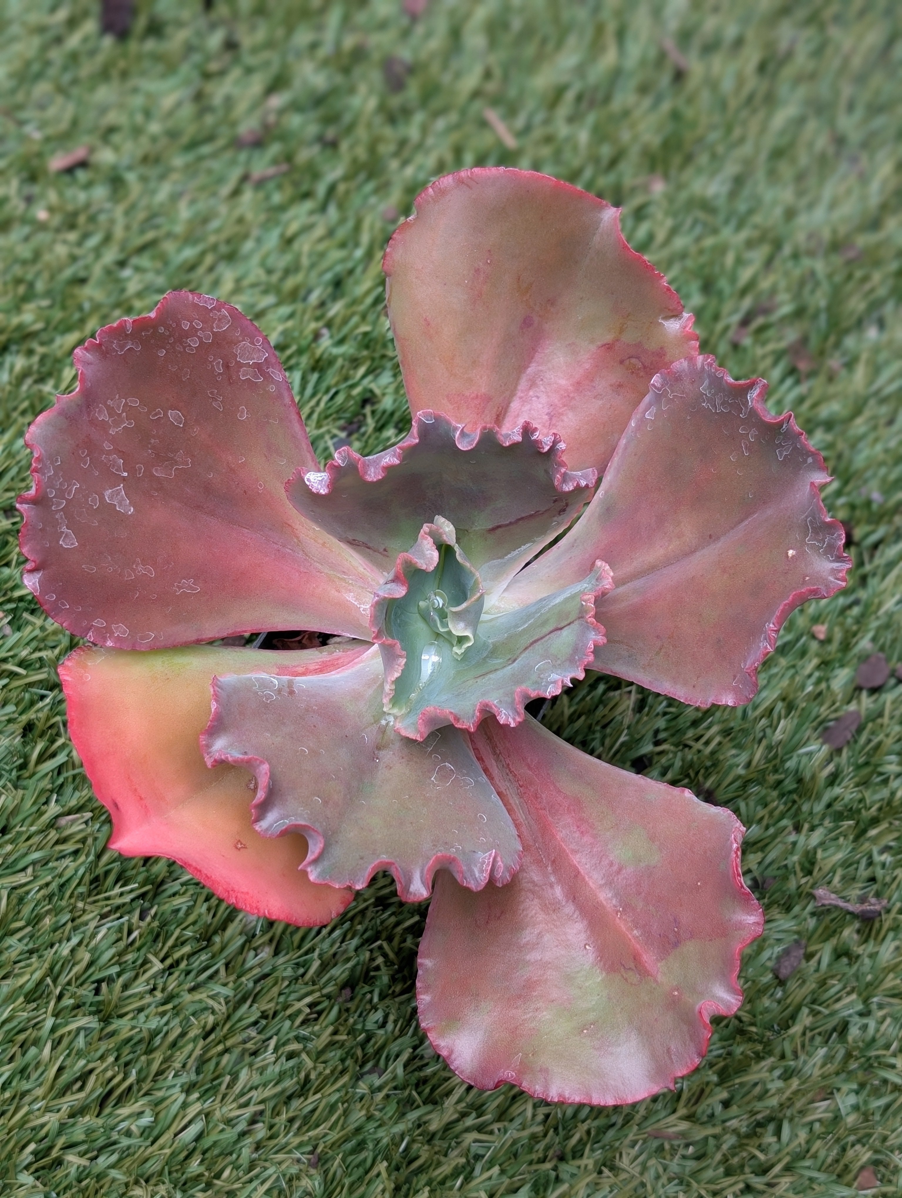 Echeveria Carnival