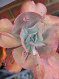 Echeveria Carousella