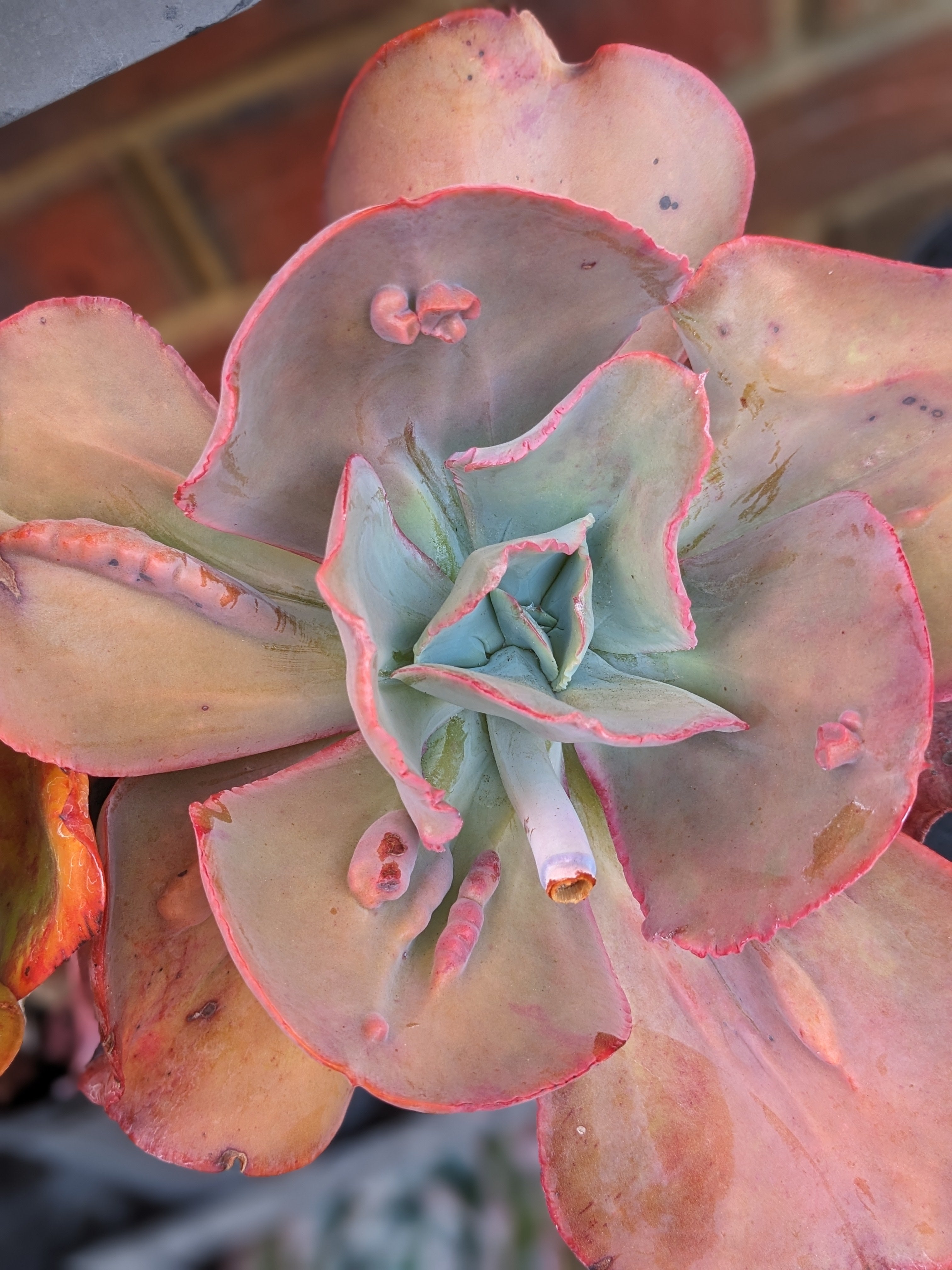 Echeveria Carousella