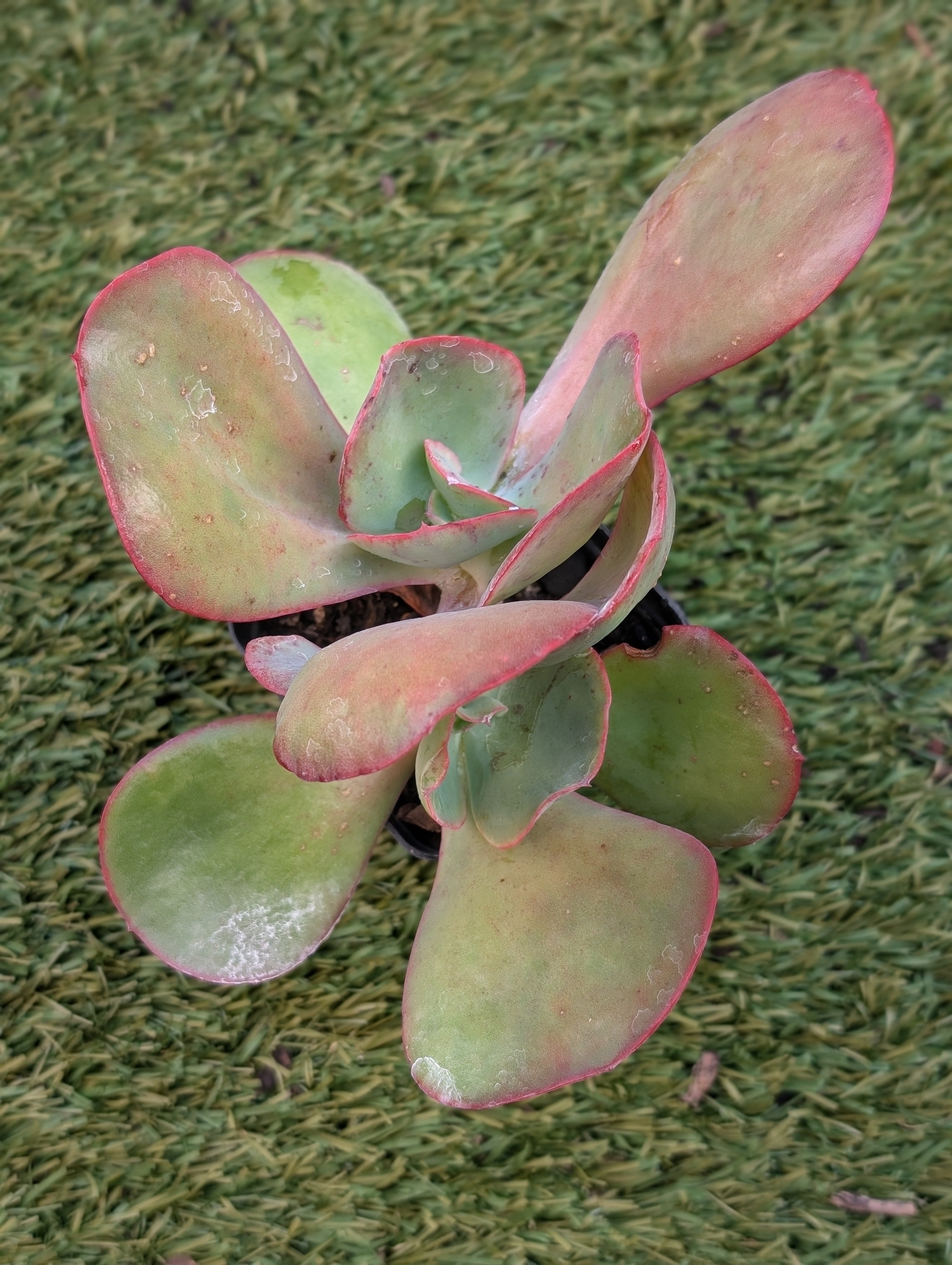 Echeveria Carousella