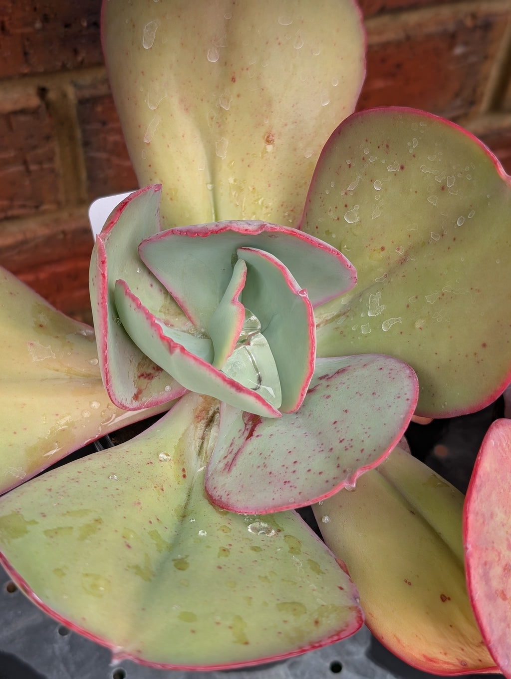 Echeveria Celinda
