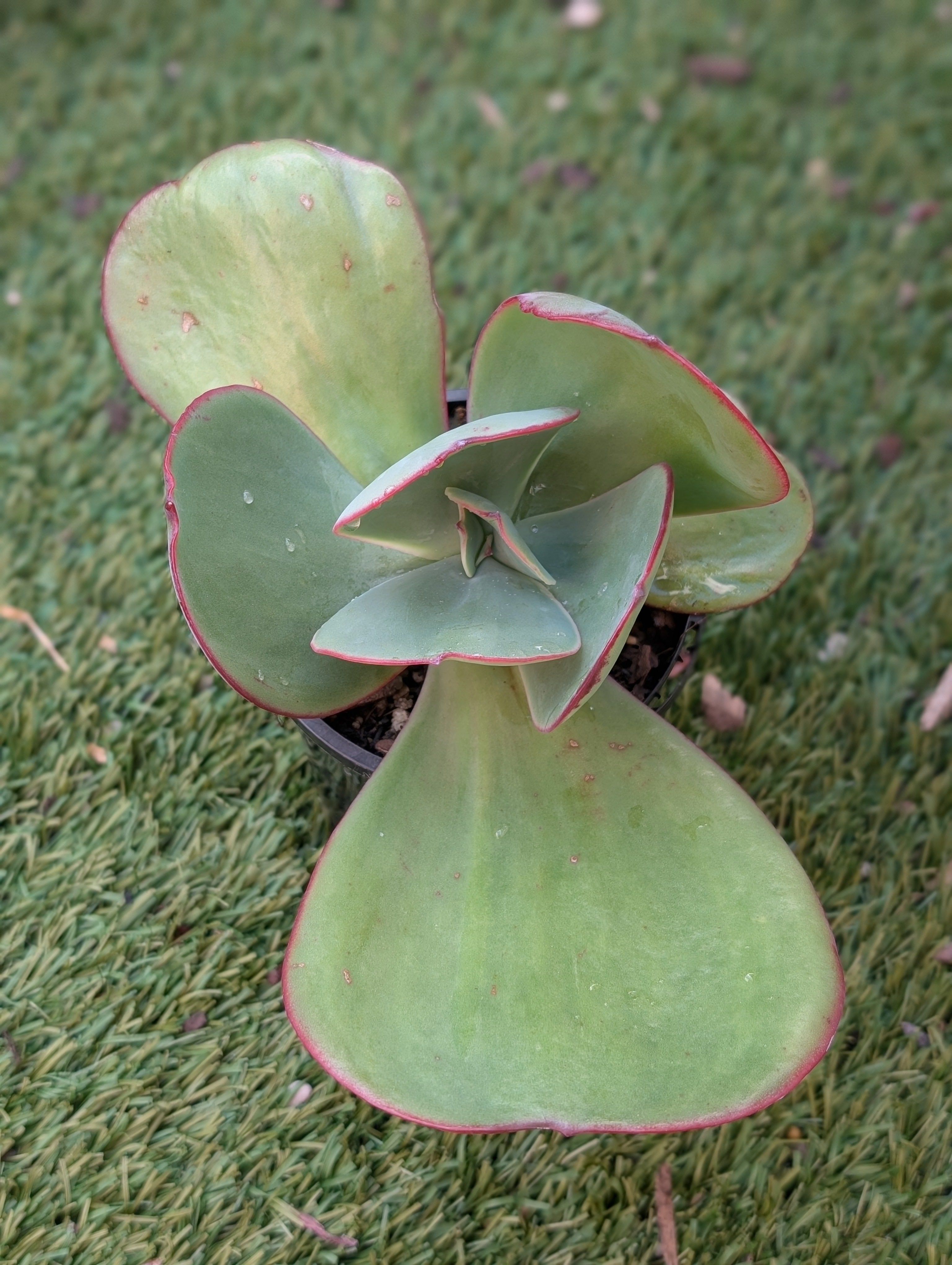Echeveria Celinda