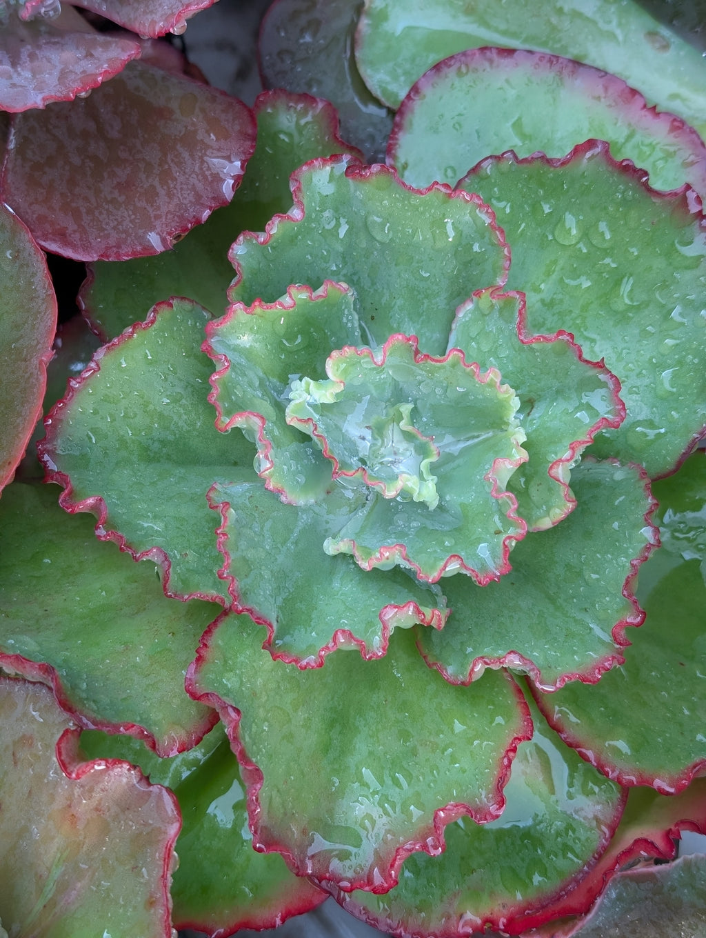 Echeveria Celine