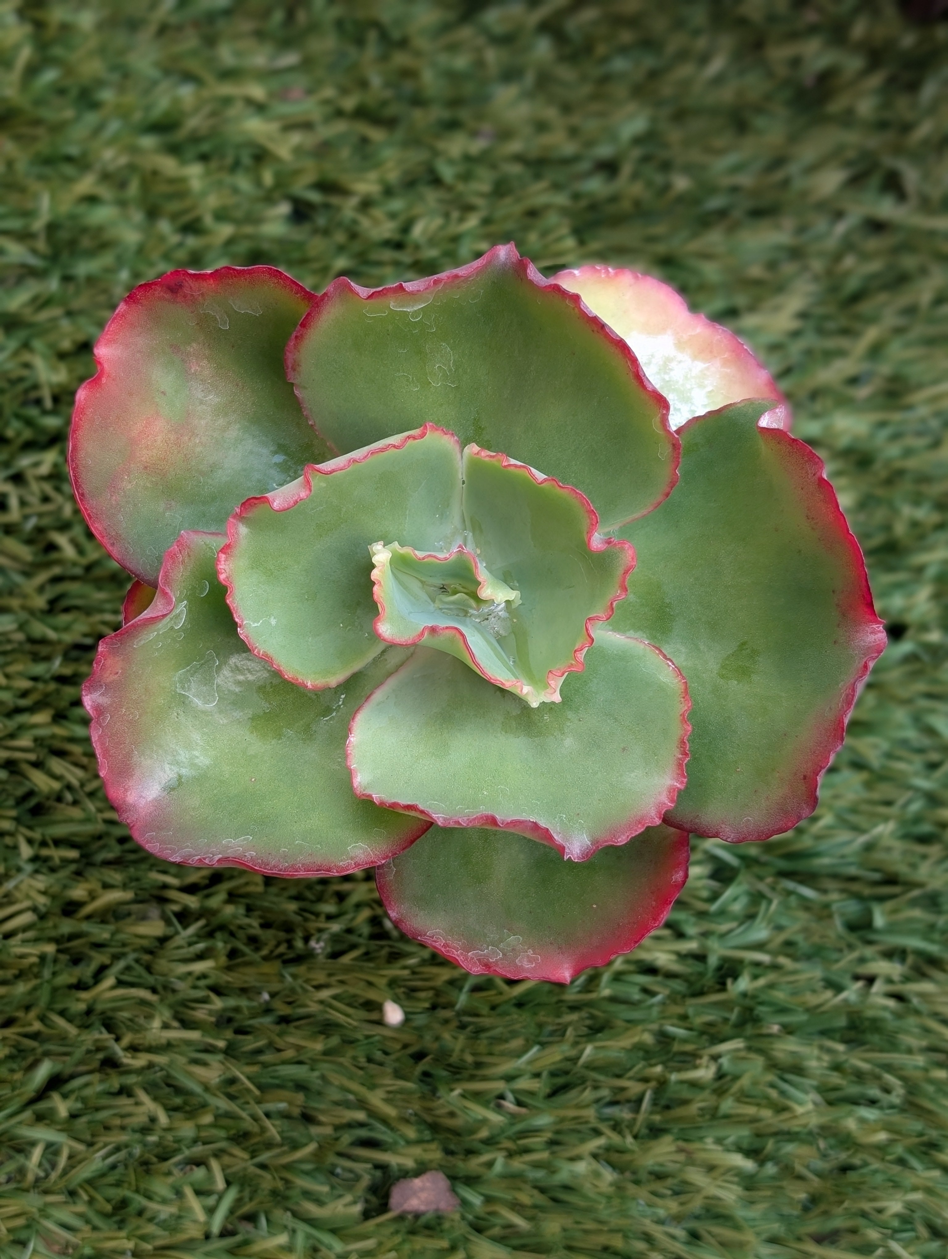 Echeveria Celine