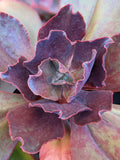 Echeveria Cerise
