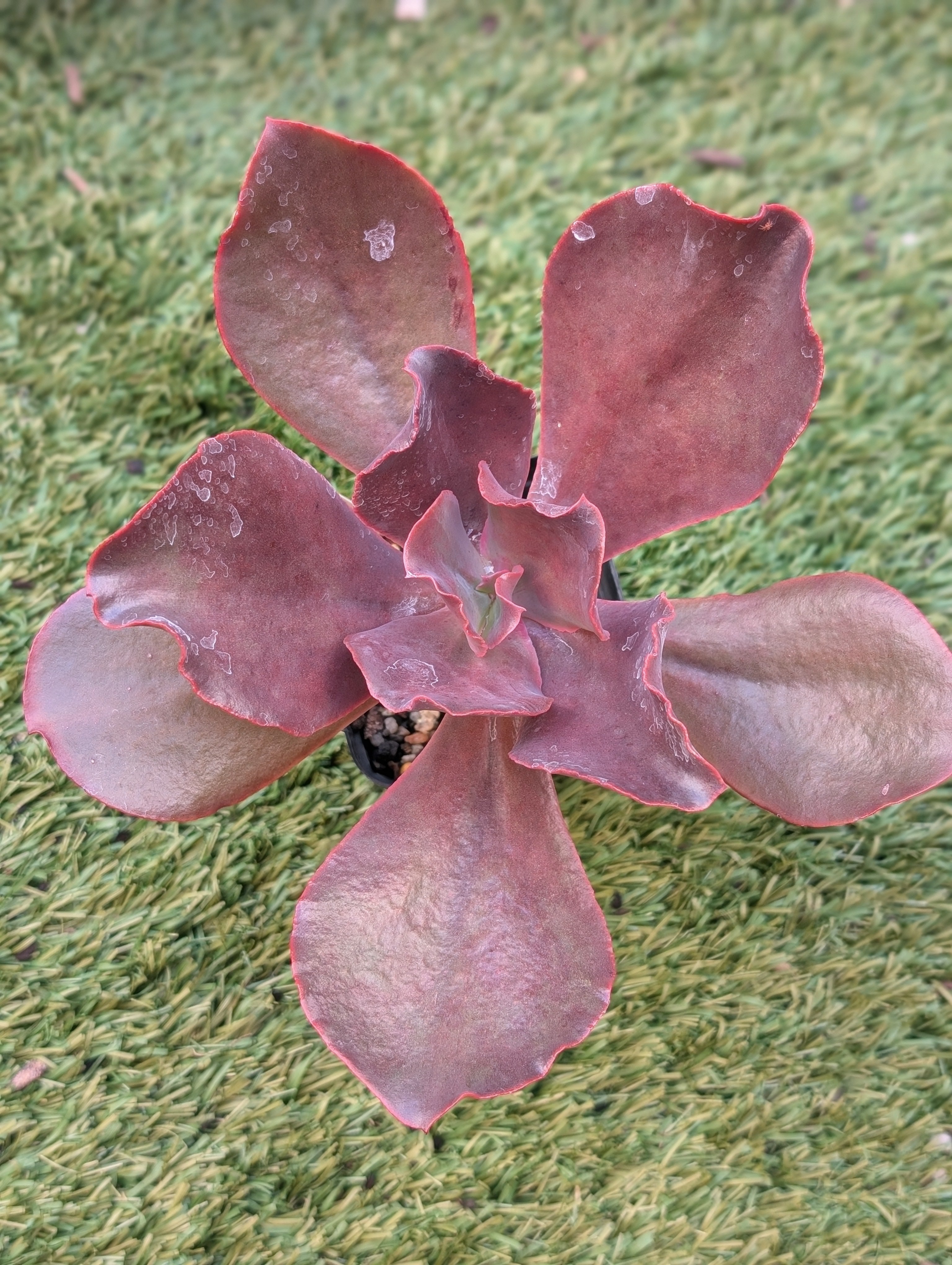Echeveria Cerise