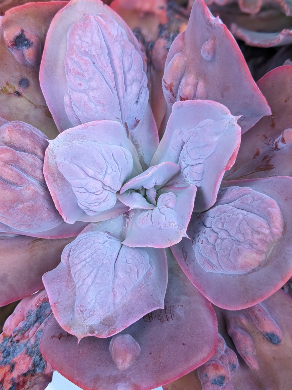 Echeveria Chameleon