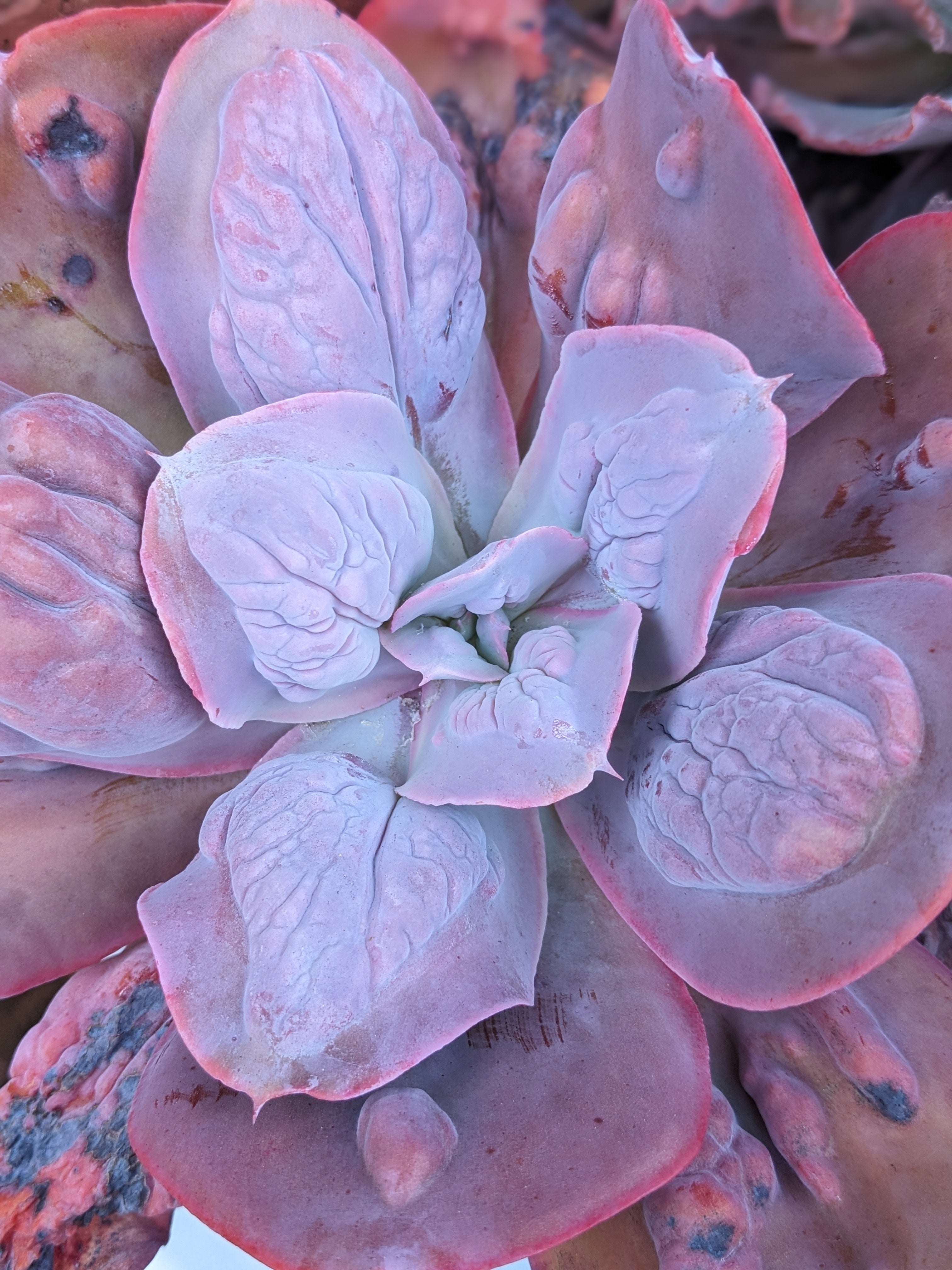 Echeveria Chameleon
