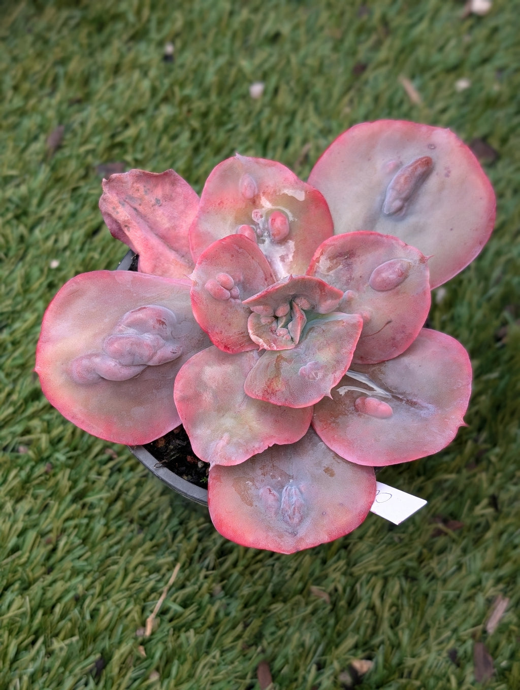 Echeveria Chameleon