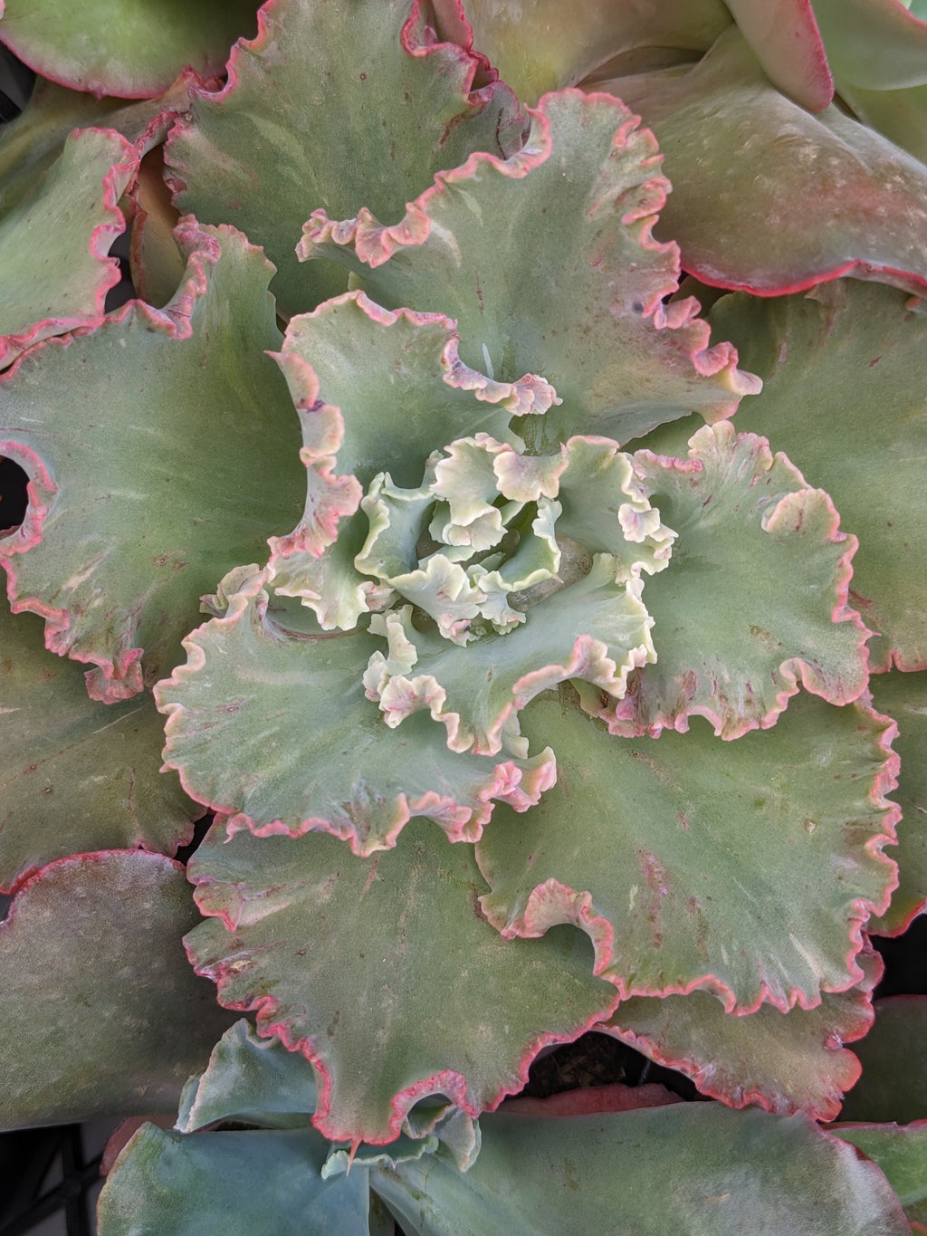 Echeveria Chantilly Revert