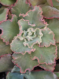 Echeveria Chantilly Revert