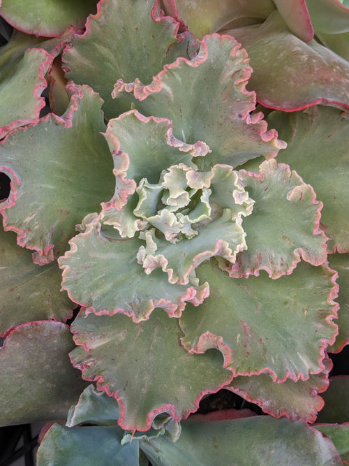 Echeveria Chantilly Revert