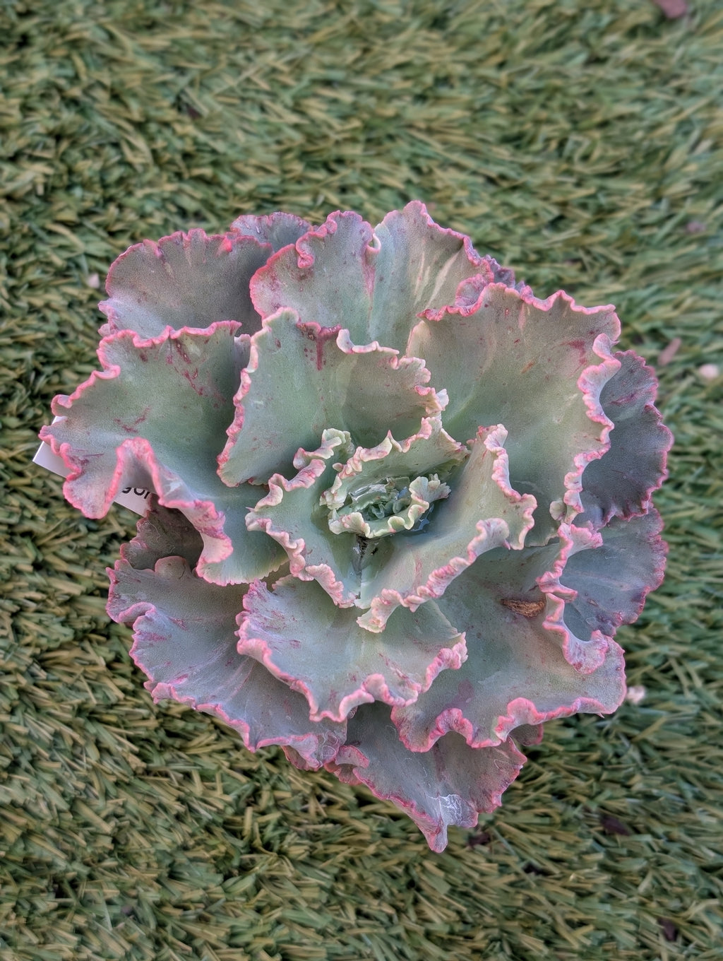 Echeveria Chantilly Revert