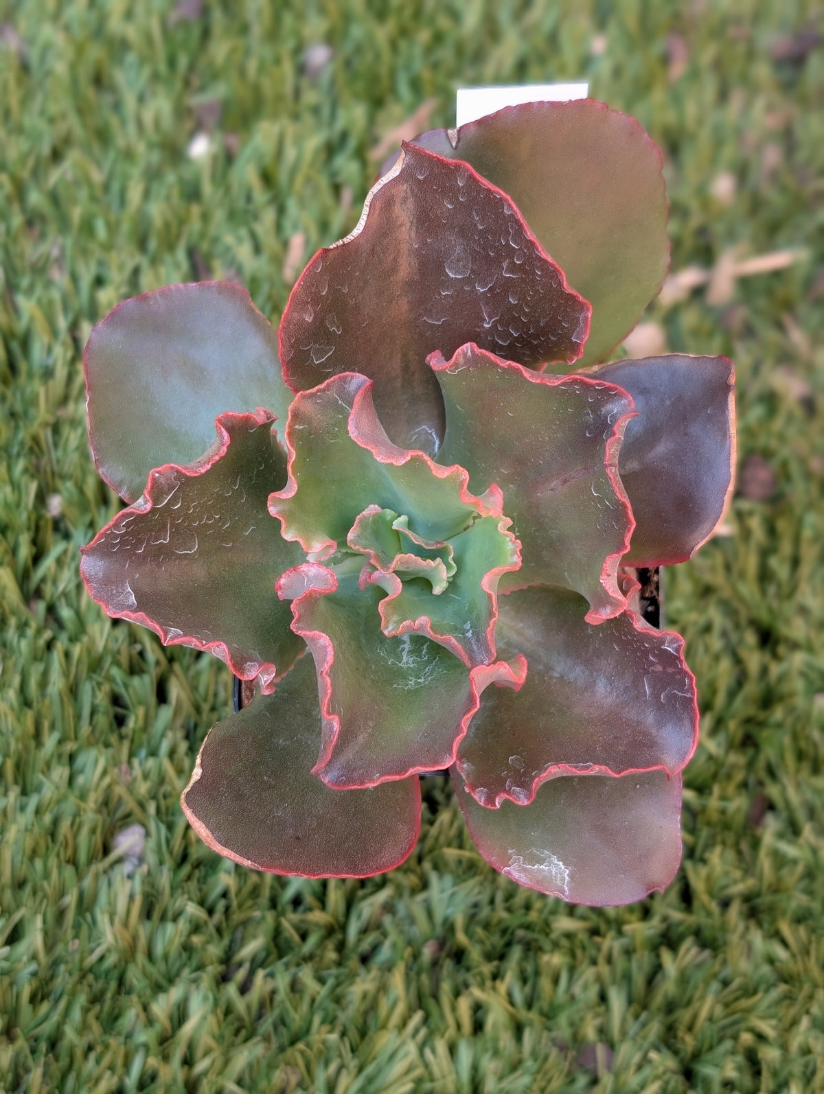 Echeveria Chocolate Melody