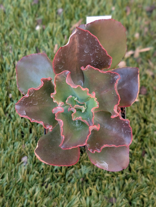 Echeveria Chocolate Melody